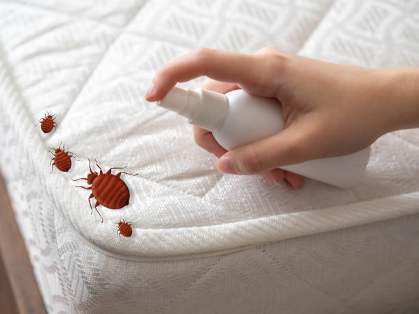 Best Ant Control Services  in Haynesville, LA